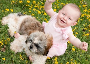 Shih tzu for sale