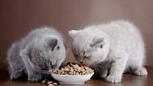 Fresh Pet Cat Food